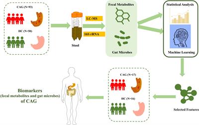 Heptadecanoic acid and pentadecanoic acid crosstalk with fecal-derived gut microbiota are potential non-invasive biomarkers for chronic atrophic gastritis